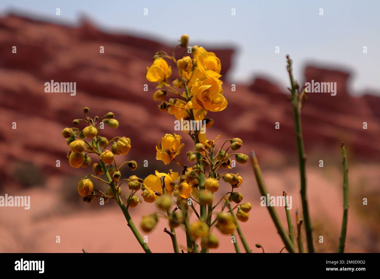 Senna Armata, yellow wildflowers in desert, North Argentina Stock Photo