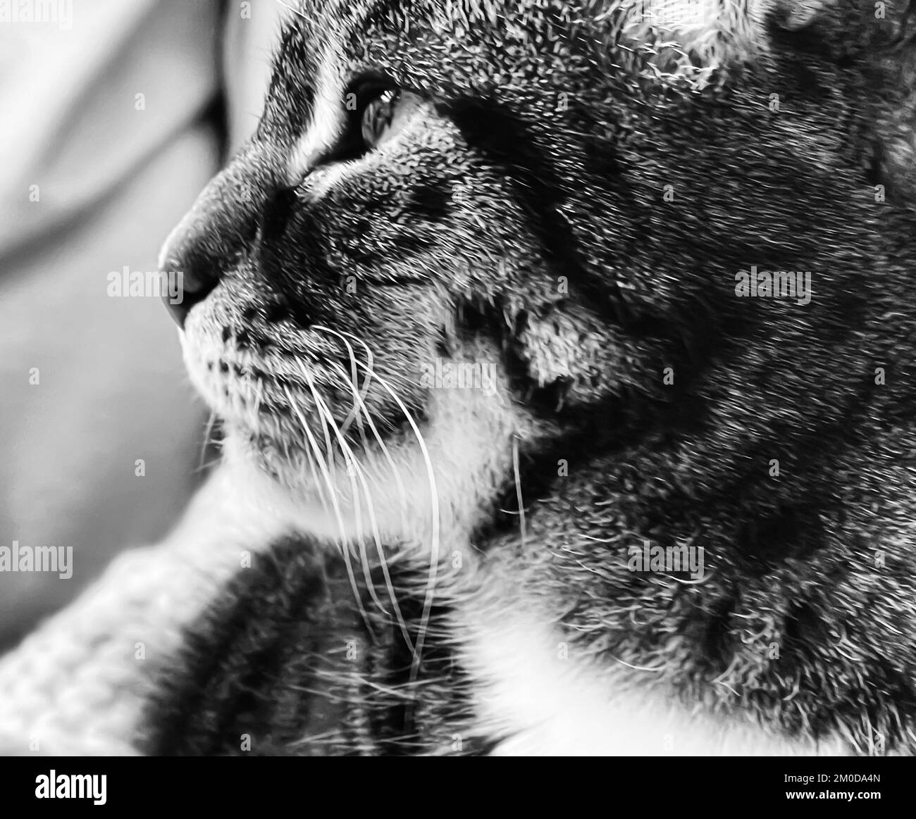 Close Up Tabby Cats Paws Black And White Stock Photos Images Alamy close-up-tabby-cats-paws-black-and-white-stock-photos-images-alamy