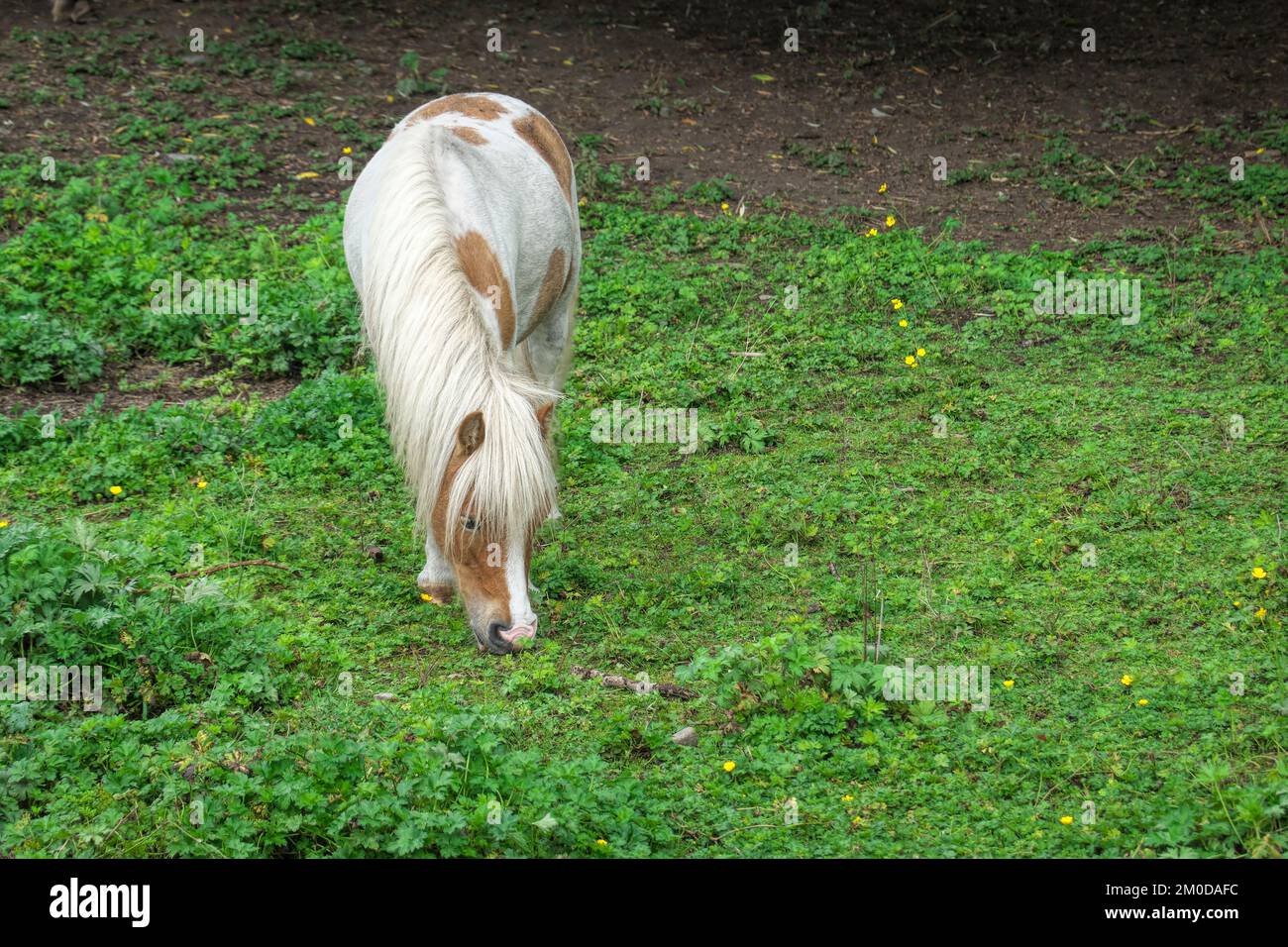 Skewbald Shetland pony (Equus caballus) grazing in a pasture. Stock Photo