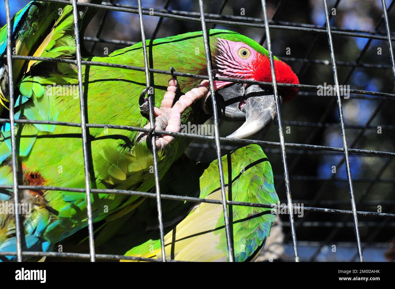 Photo inspiration: Gallery Detail: Beautiful Macaw In Cage Tropical Hi Res Stock Photography And
