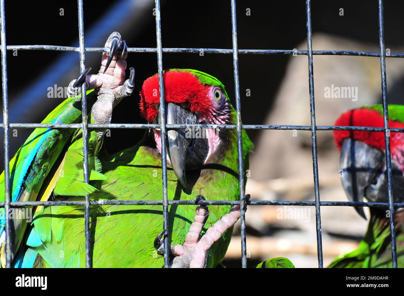 View of Bird fly from cage hi-res stock photography and images - Alamy