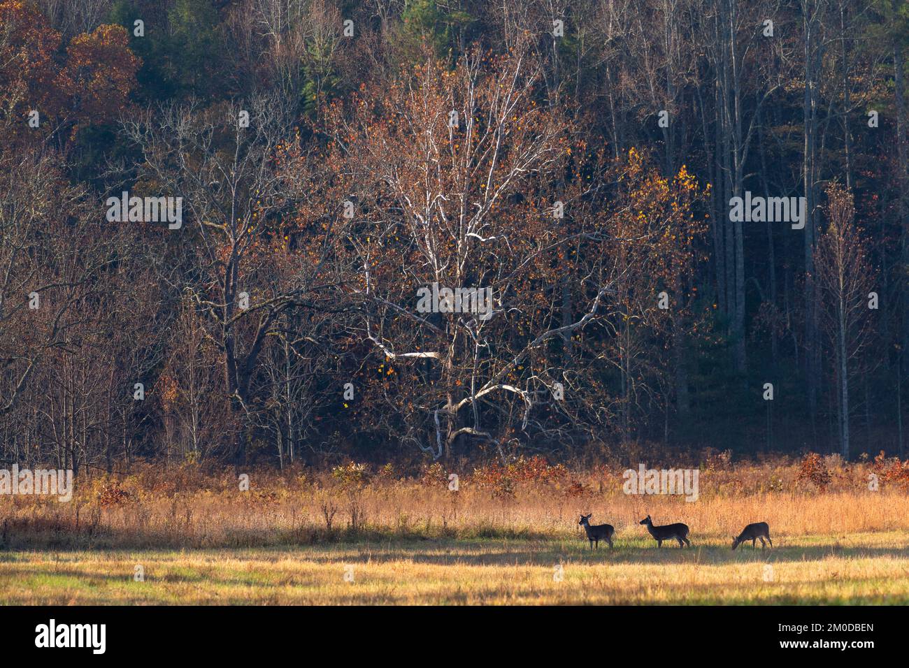 White-tailed deer (Odocoileus virginianus), Cades Cove, Great Smoky Mountains NP, TN, USA, late October, by Dominique Braud/Dembinsky Photo Assoc Stock Photo