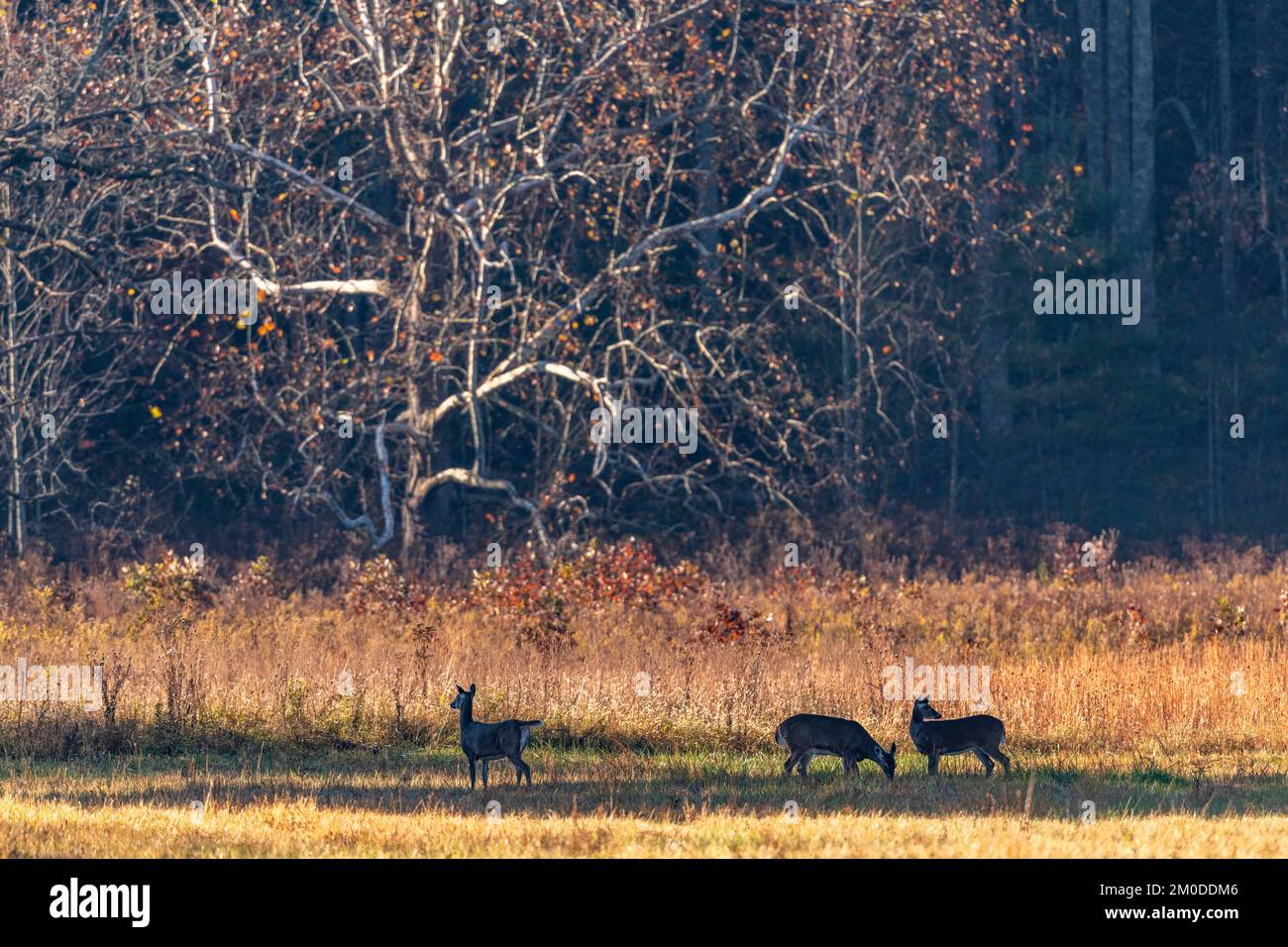 White-tailed deer (Odocoileus virginianus), Cades Cove, Great Smoky Mountains NP, TN, USA, late October, by Dominique Braud/Dembinsky Photo Assoc Stock Photo