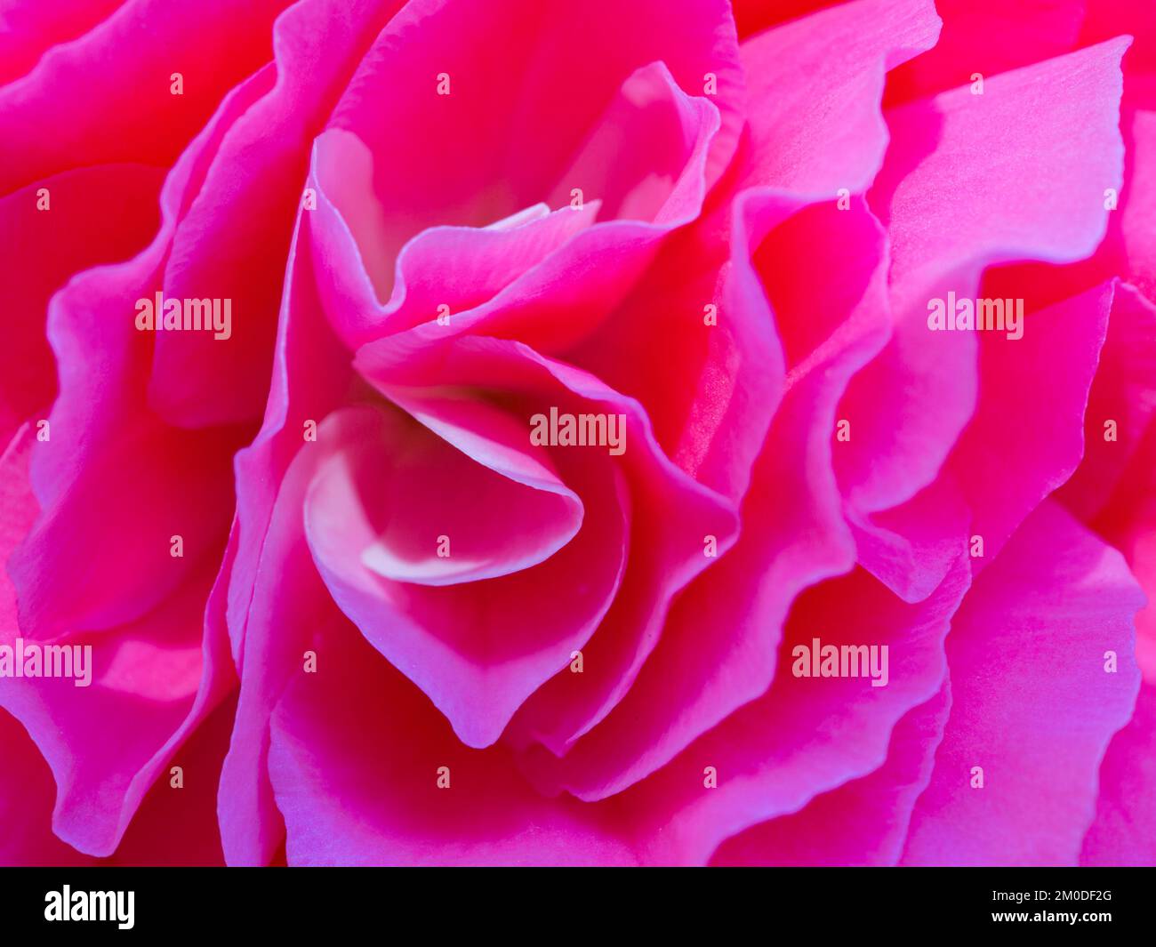 A Pink Begonia Close-up Macro Stock Photo