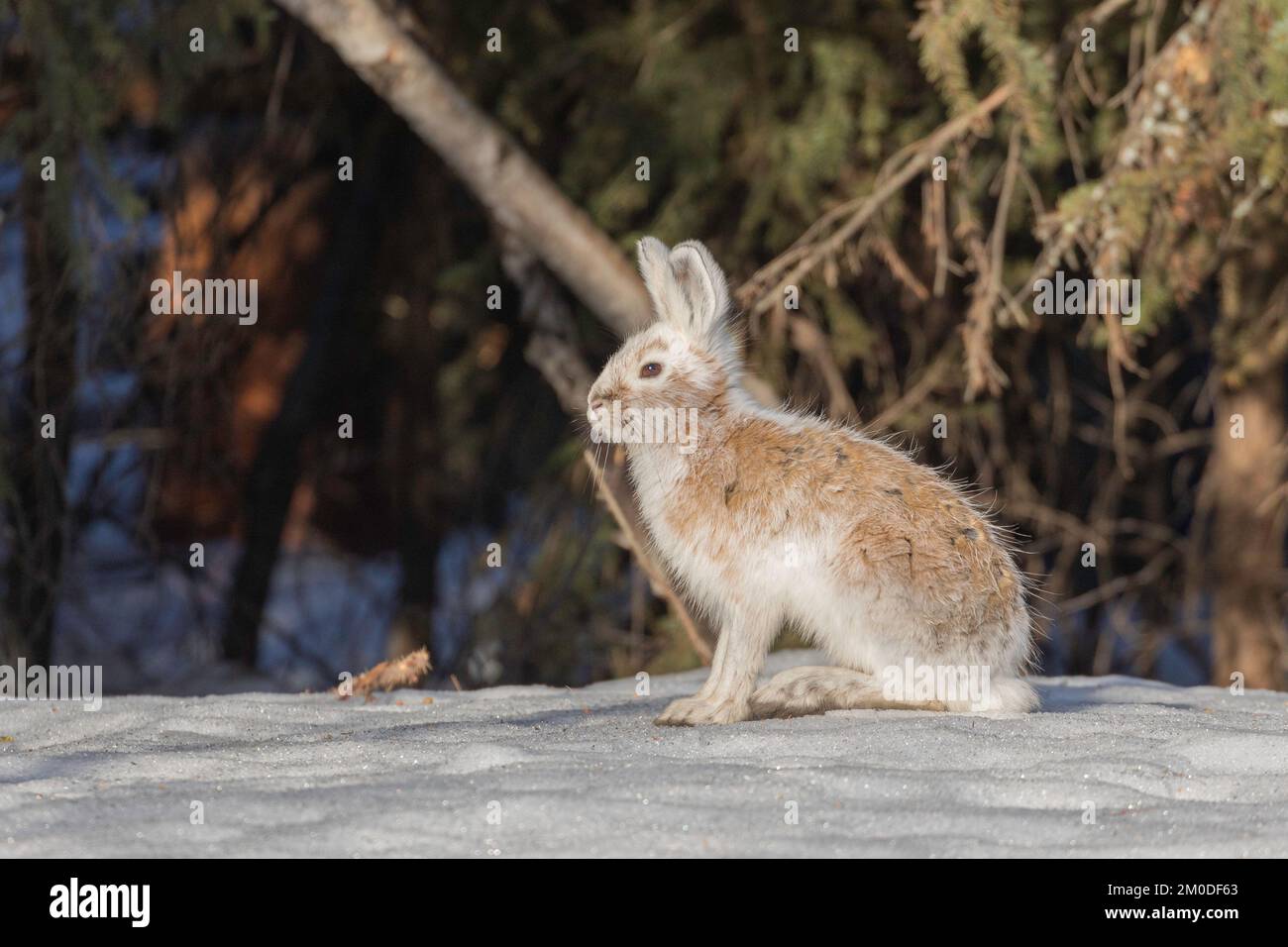 Snowshoe Hare's Coat is changing from winter to spring in Alaska Stock