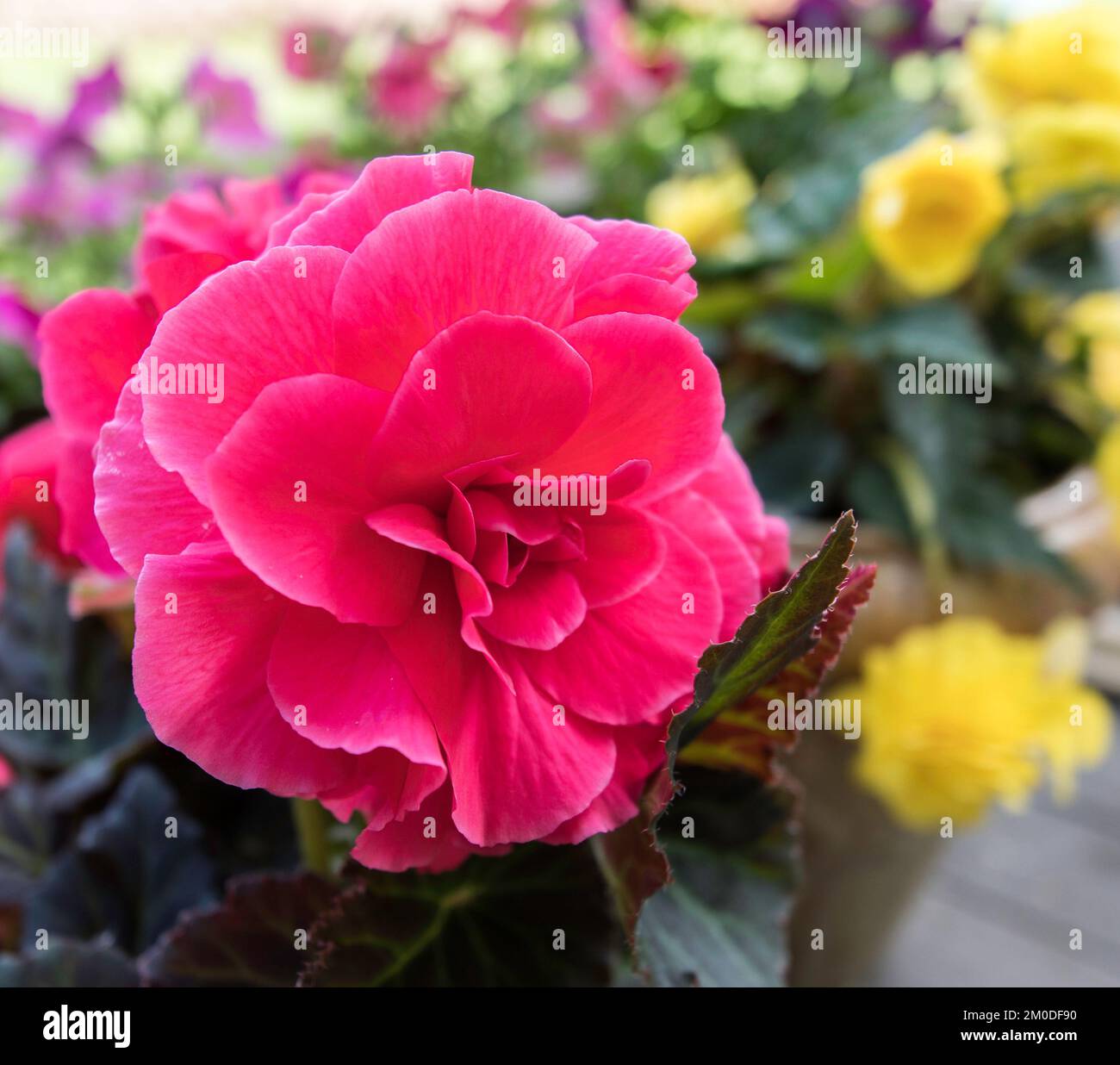 A Pink Begonia Close-up Stock Photo