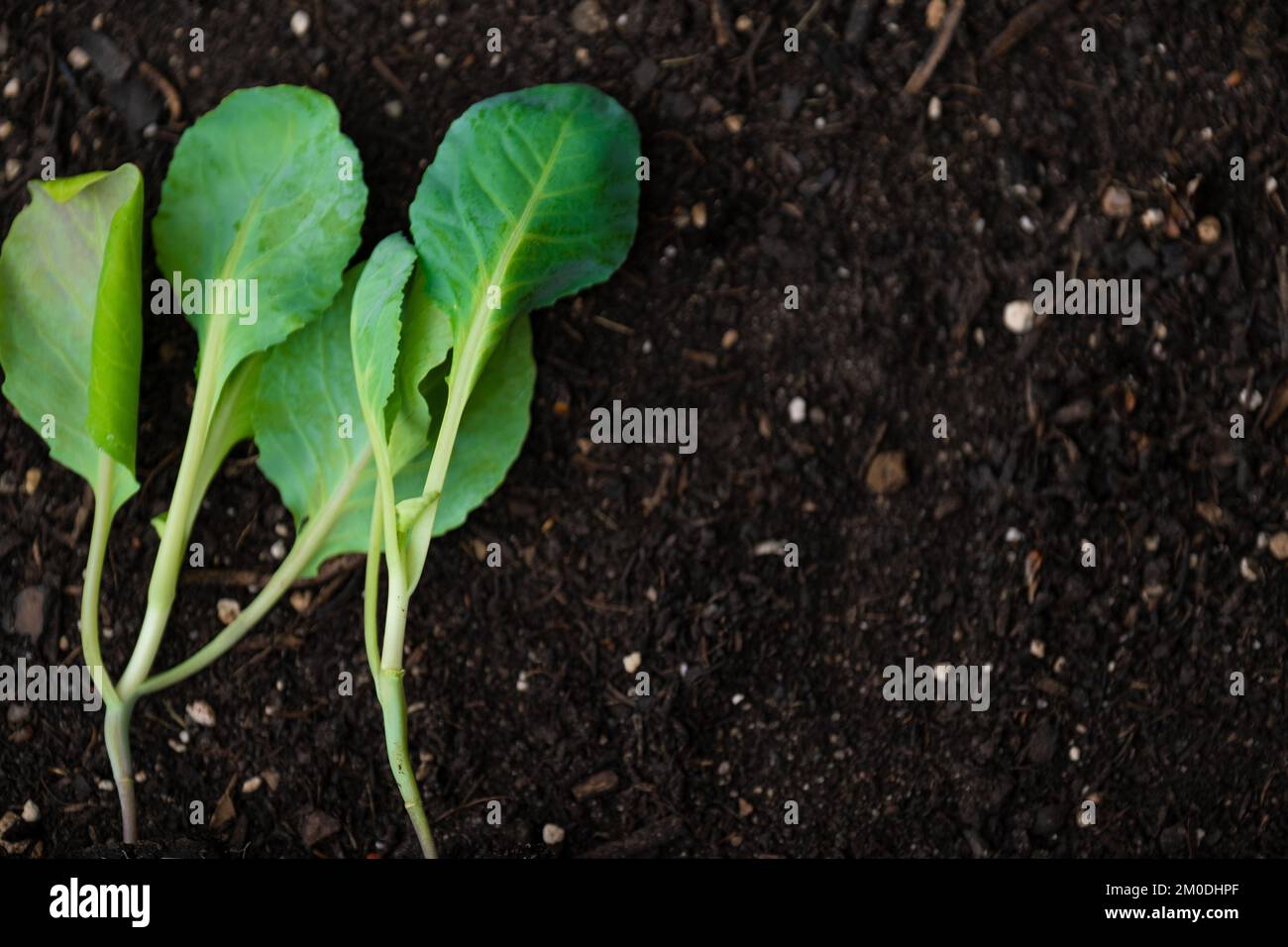 Gardening and agriculture.Cauliflower seedlings on the ground closeup