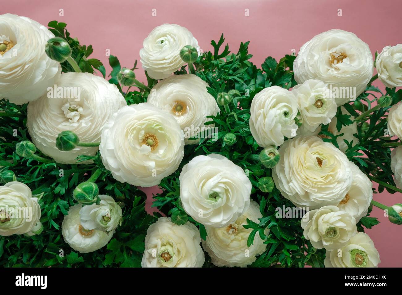 flowers border on pink background.White ranunculus. Floral card in ...