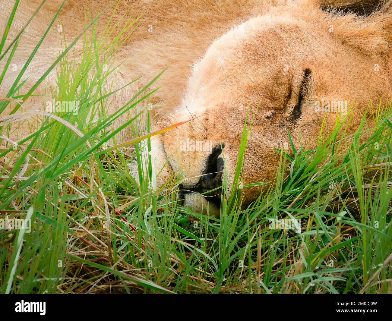 An African lioness rests peacefully on its side in a bed of short grasses Stock Photo