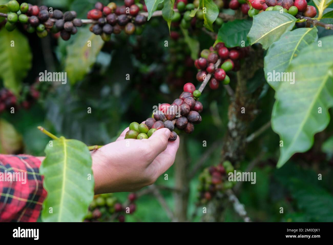 Modern Asian farmer using digital tablet and checking ripe coffee beans