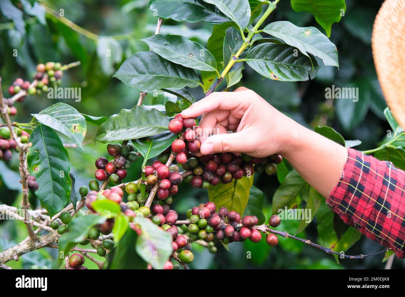 Modern Asian farmer using digital tablet and checking ripe coffee beans