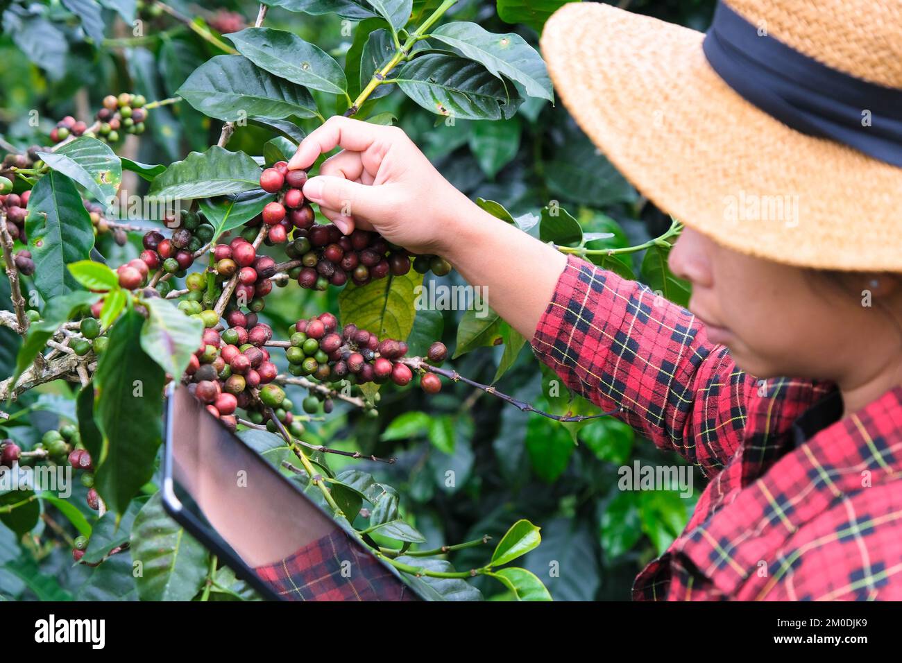 Modern Asian farmer using digital tablet and checking ripe coffee beans