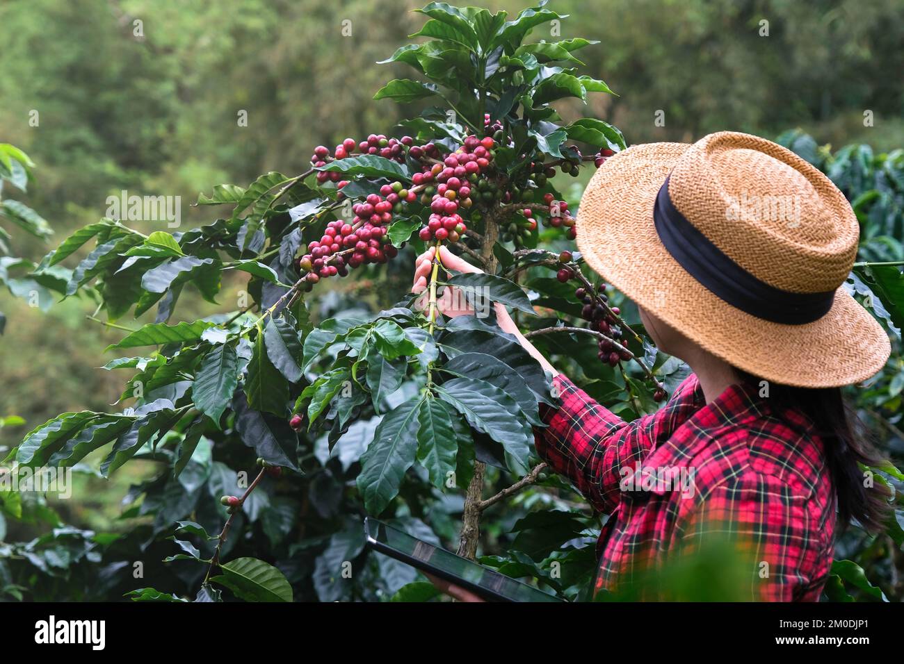 Modern Asian farmer using digital tablet and checking ripe coffee beans