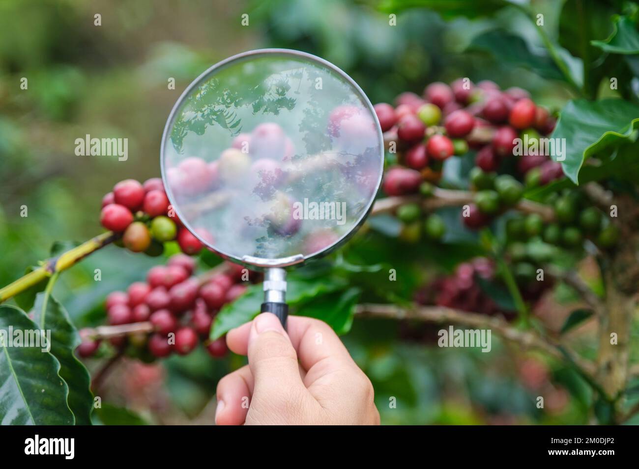 Ripe coffee beans hi-res stock photography and images - Alamy