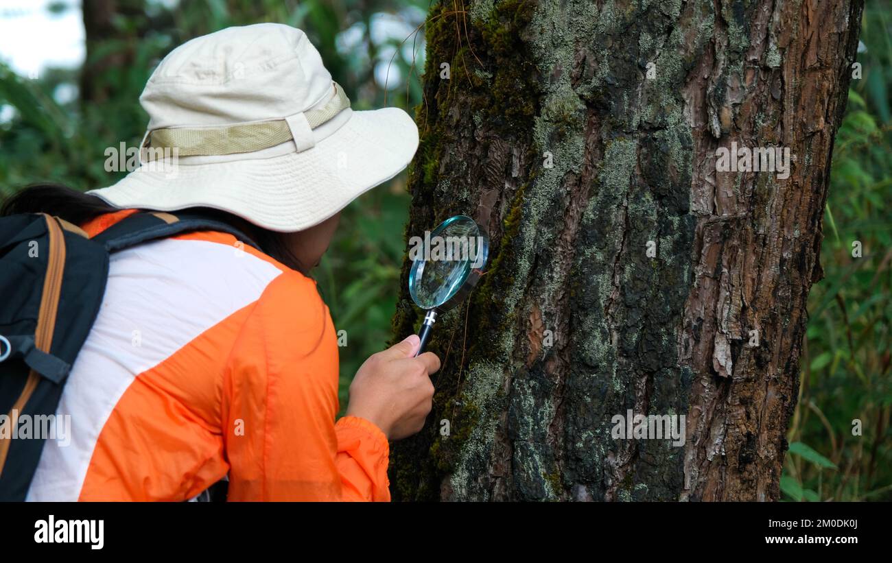 Female scientist ecologist studying plants in forest looking at trunk with magnifying glass. Female environmental scientist holding a magnifying glass Stock Photo