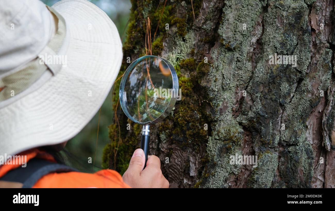 Female scientist ecologist studying plants in forest looking at trunk