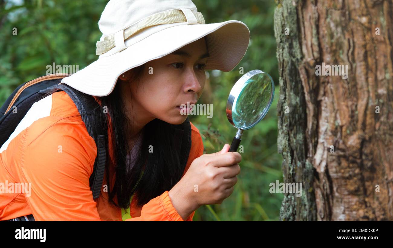 Female scientist ecologist studying plants in forest looking at trunk with magnifying glass. Female environmental scientist holding a magnifying glass Stock Photo