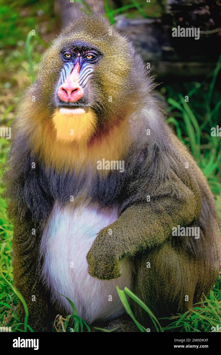 Lovely Mandril primate monkey resting, shy eyes, Congo, Africa Equatorial Stock Photo