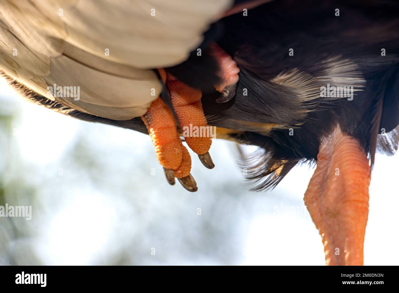 Close-up of the claws of a black-faced ibis (Theristicus melanopis) standing on one leg Stock Photo