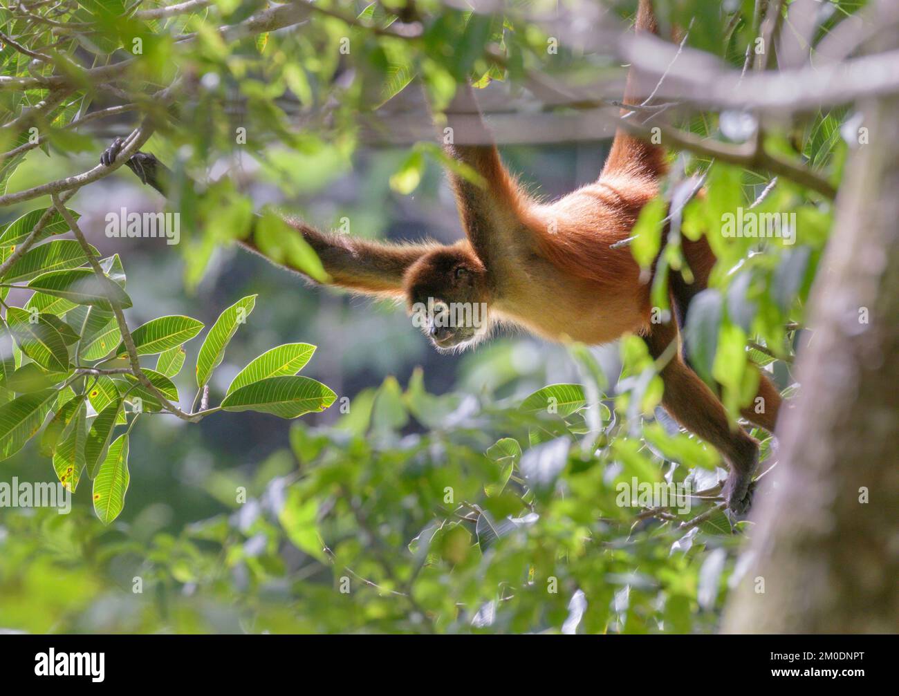 Black-handed or Geoffroy's spider monkey (Ateles geoffroyi) in forest canopy, Osa Peninsula, Puntarenas, Costa Rica. Stock Photo