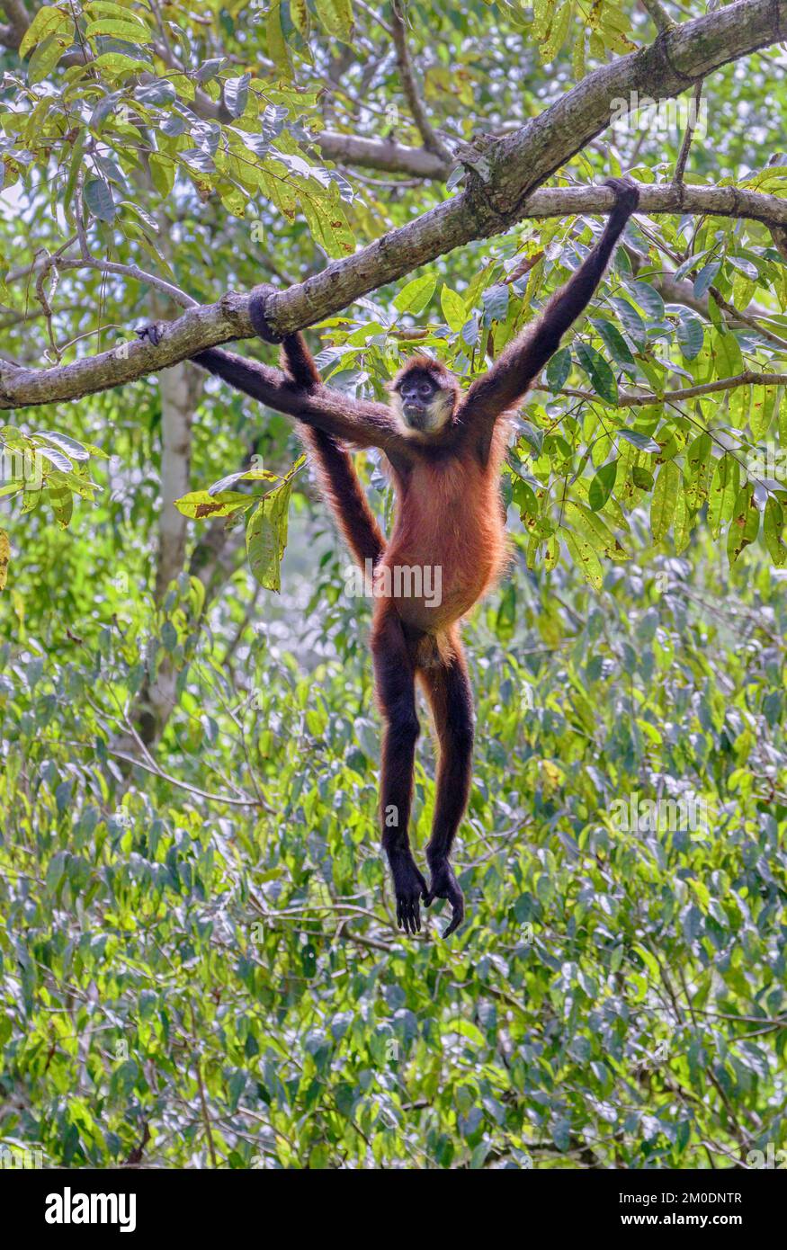 Black-handed or Geoffroy's spider monkey (Ateles geoffroyi) hanging in a tree in forest canopy, Osa Peninsula, Puntarenas, Costa Rica. Stock Photo