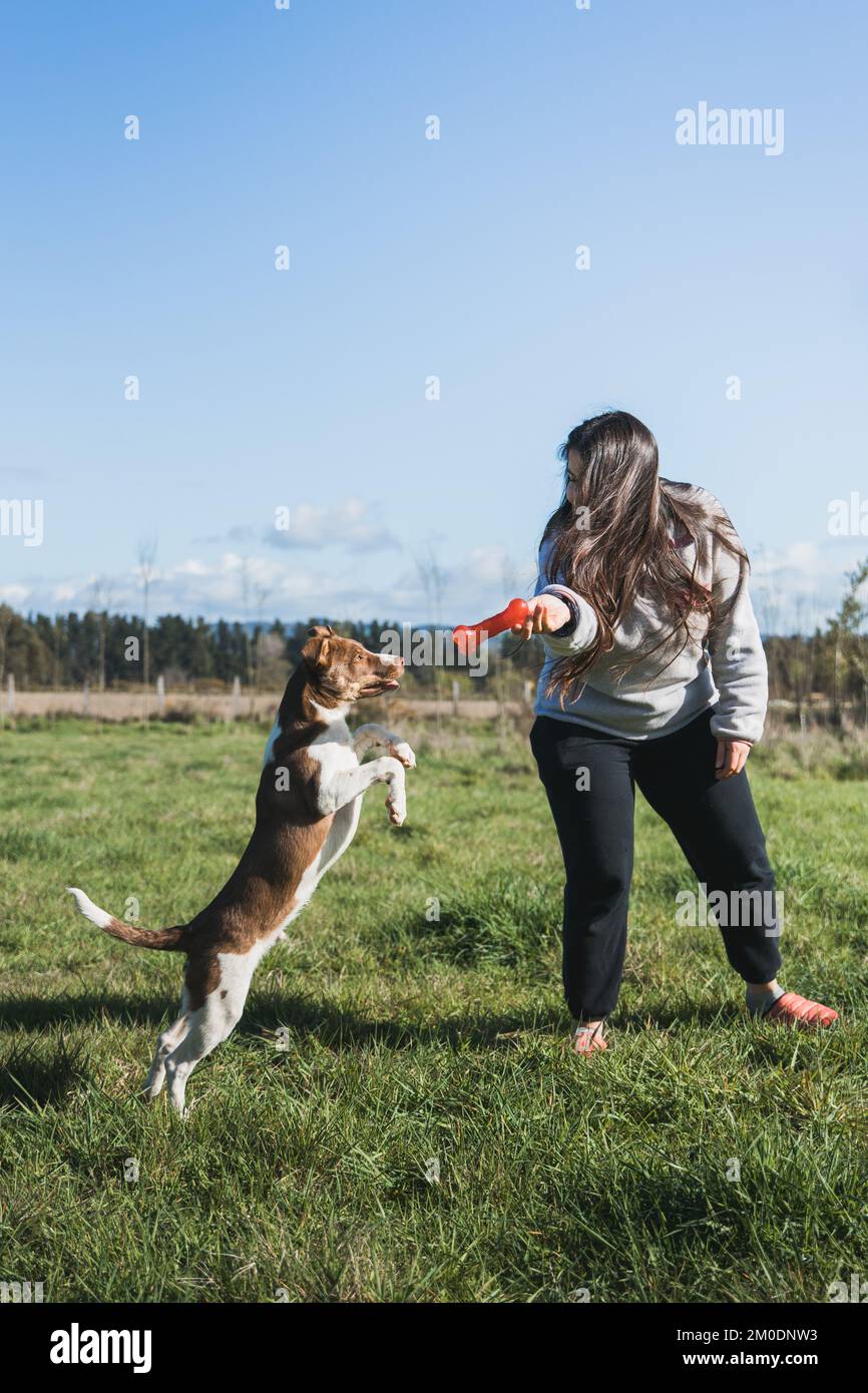 Wide shot young woman playing with her puppy and enjoying the moment in nature. Pet toys Stock Photo