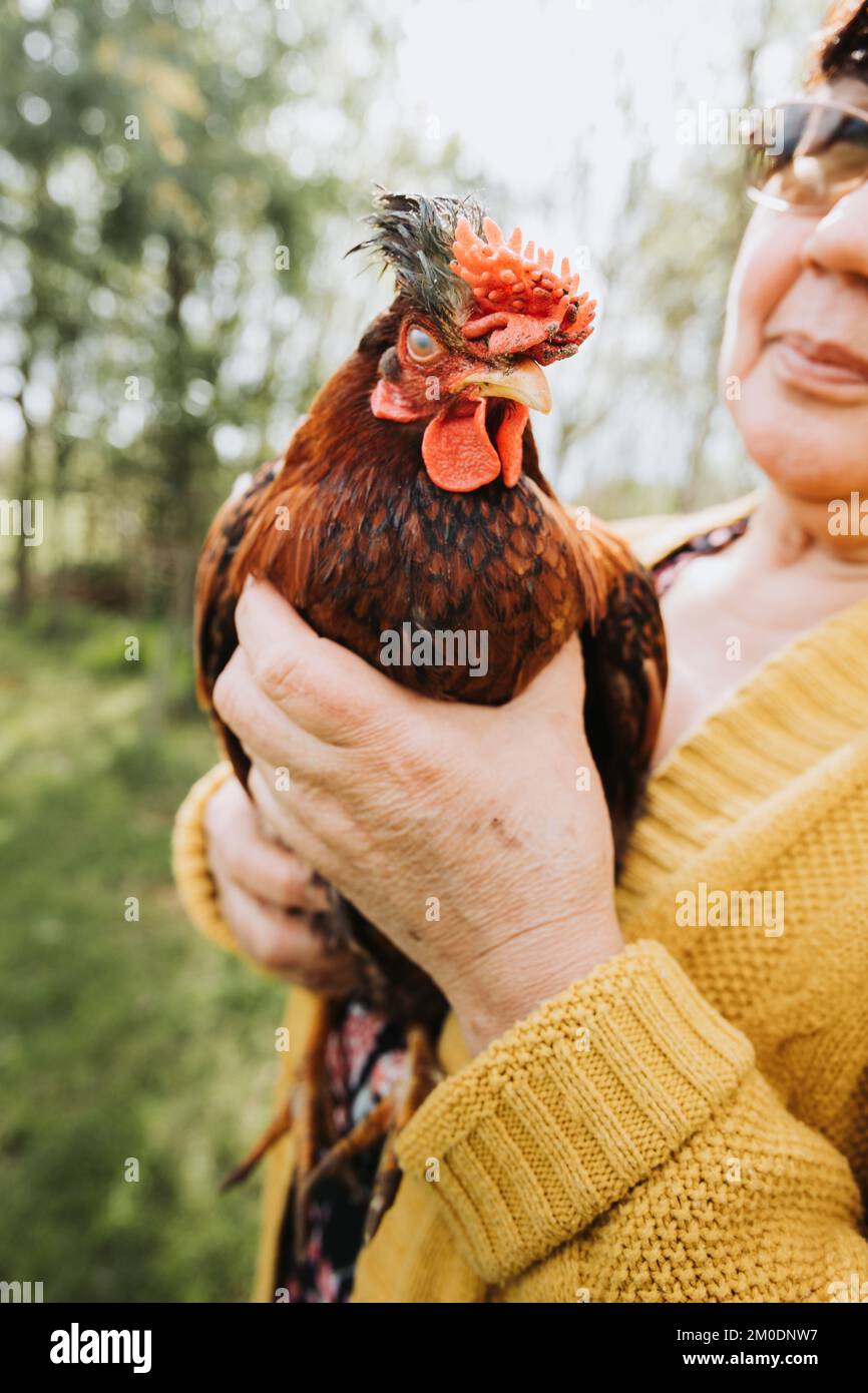 Close up of an elder farmer woman holding red chicken breed in a rural scenery.  Stock Photo