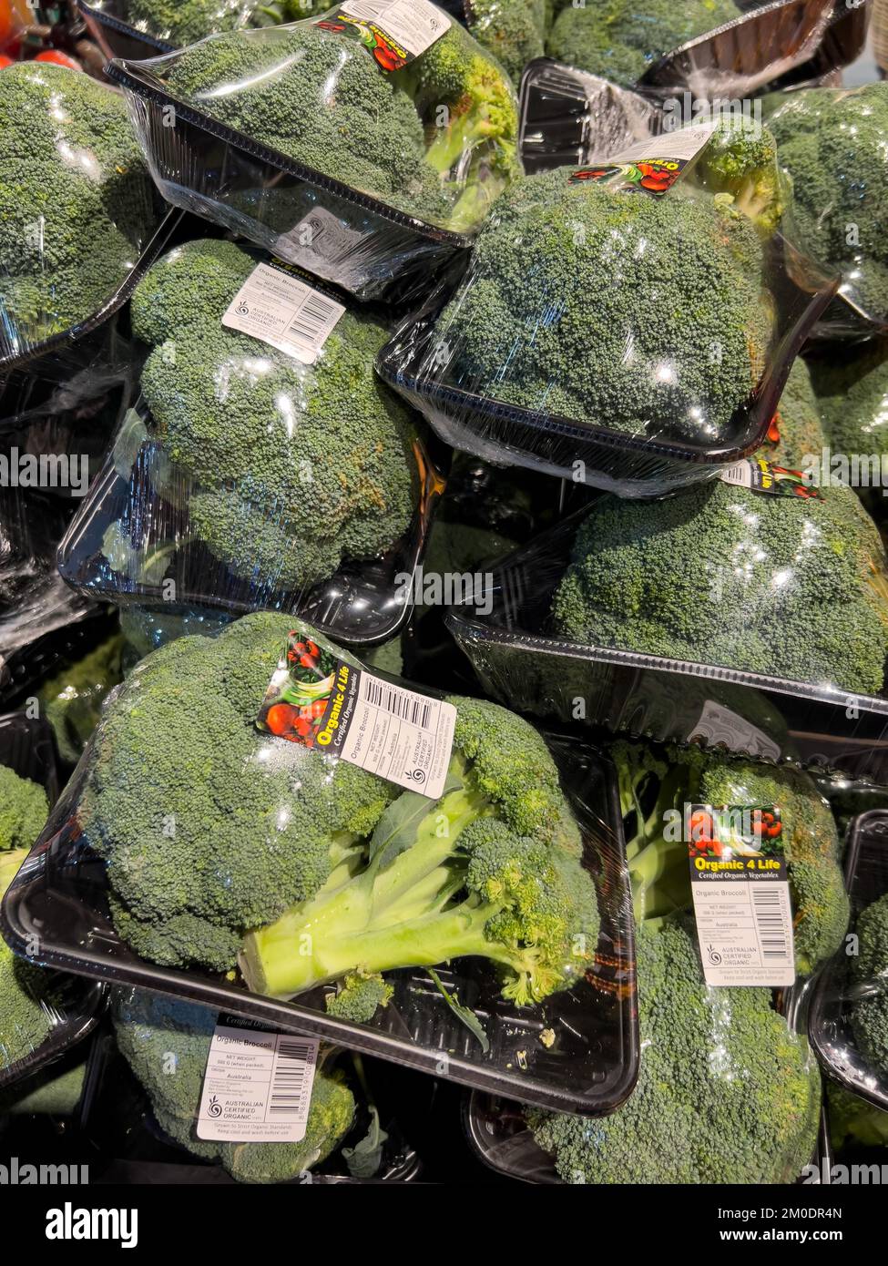 Broccoli plants wrapped up to maintain freshness and prevent decontamination. Stock Photo