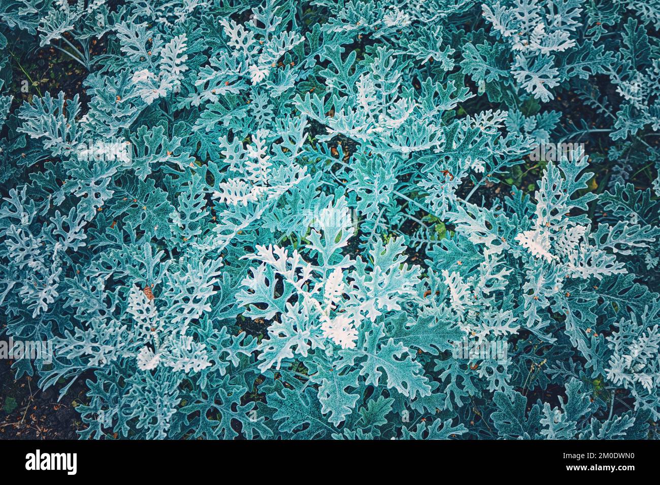 Natural background of cineraria maritima, selective focus. Stock Photo