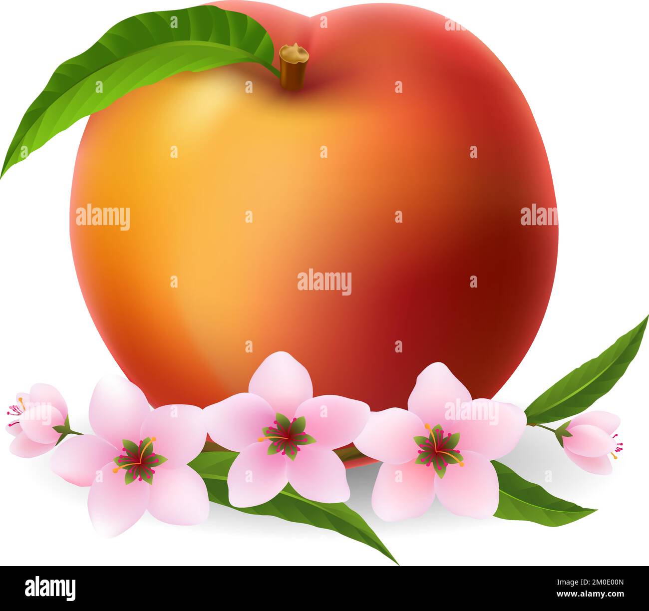 Peaches fruit flowers. Summer fresh peach with spring blossom isolated