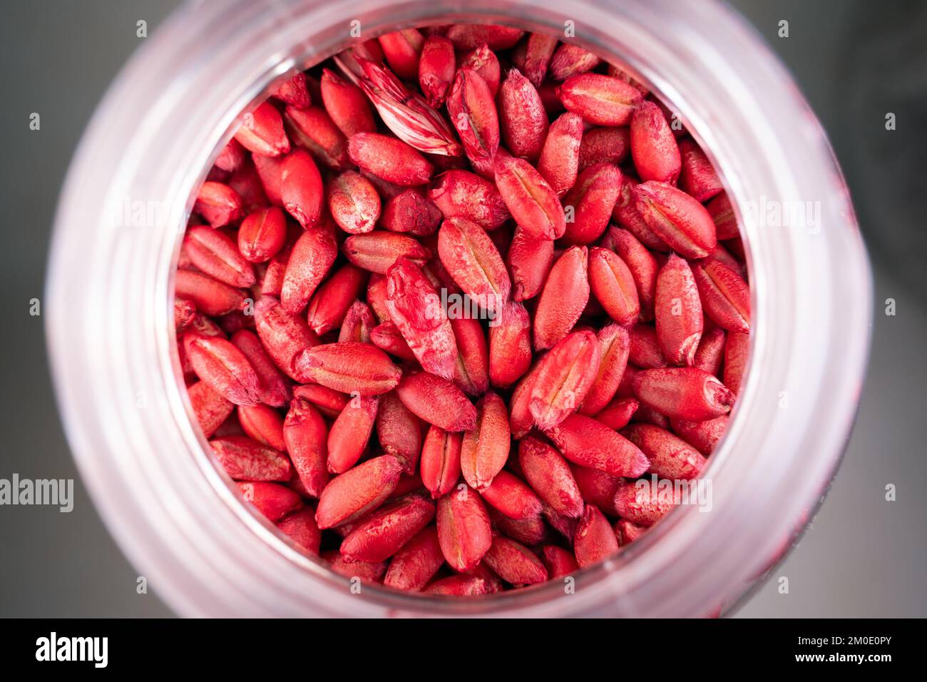 The wheat is dyed red against small rodents. Poison from mice in a plastic bottle close-up Stock Photo