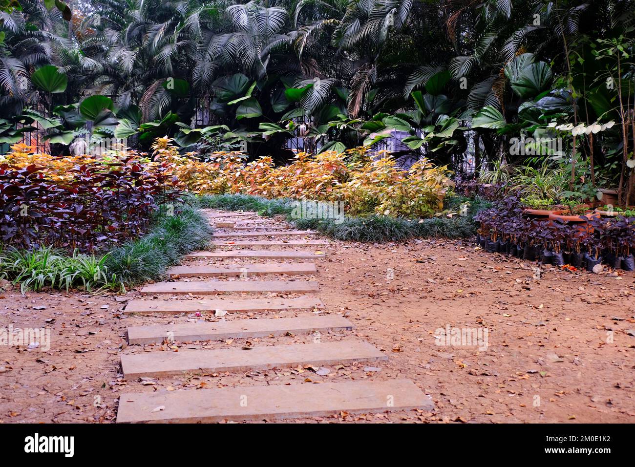 04 December 2022, Pune, India, Empress Botanical Garden, a green