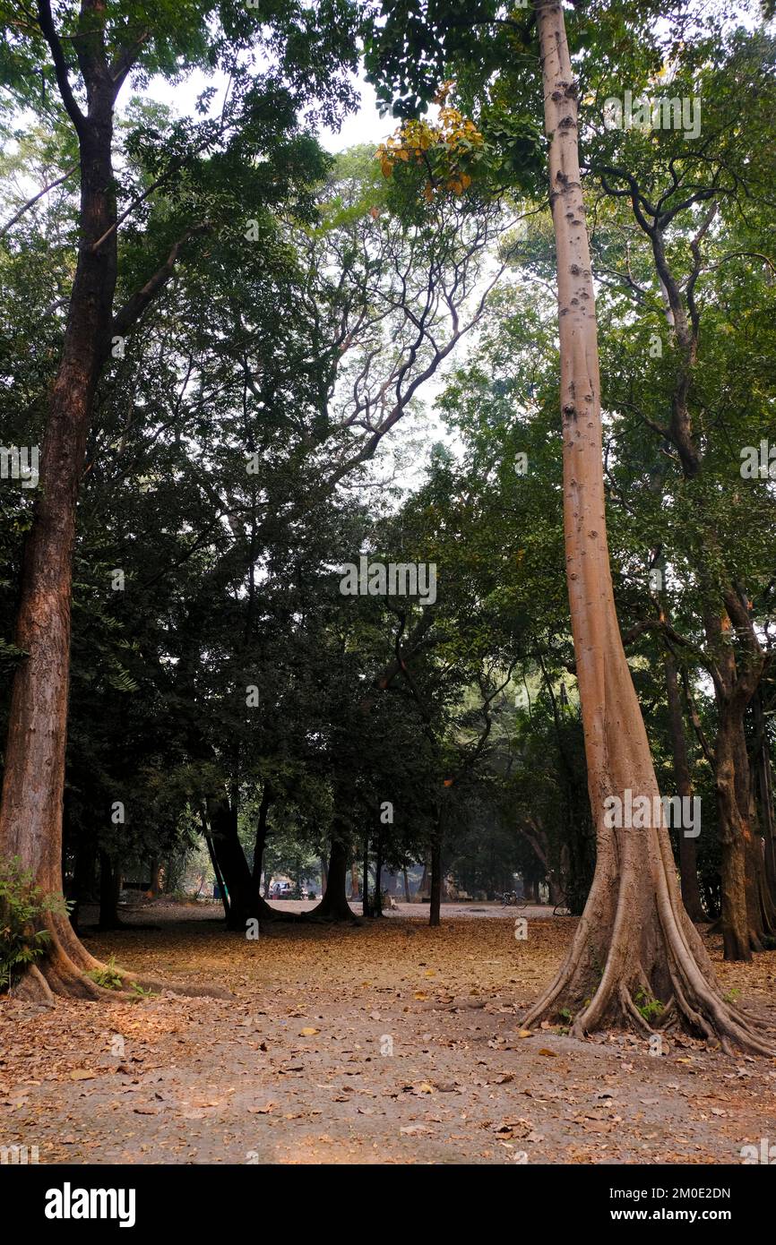 04 December 2022, Pune, India, Empress Botanical Garden, a green paradise in the heart of Pune, There are many rare exotic and indigenous trees. Stock Photo
