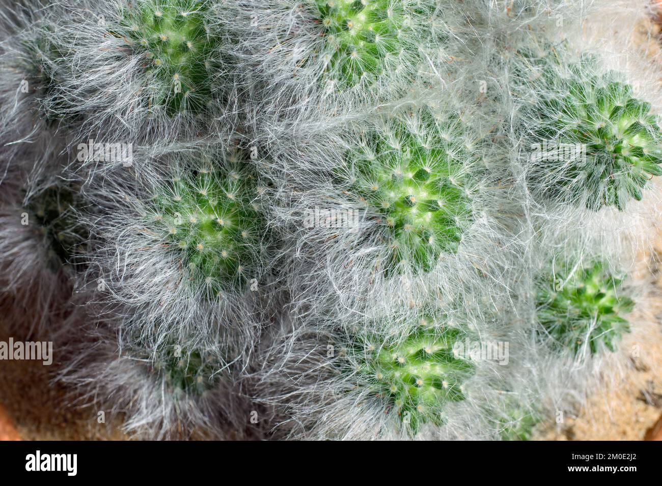 Green cactus with white long hair. Woolly succulent Lanata cactus species. Stock Photo