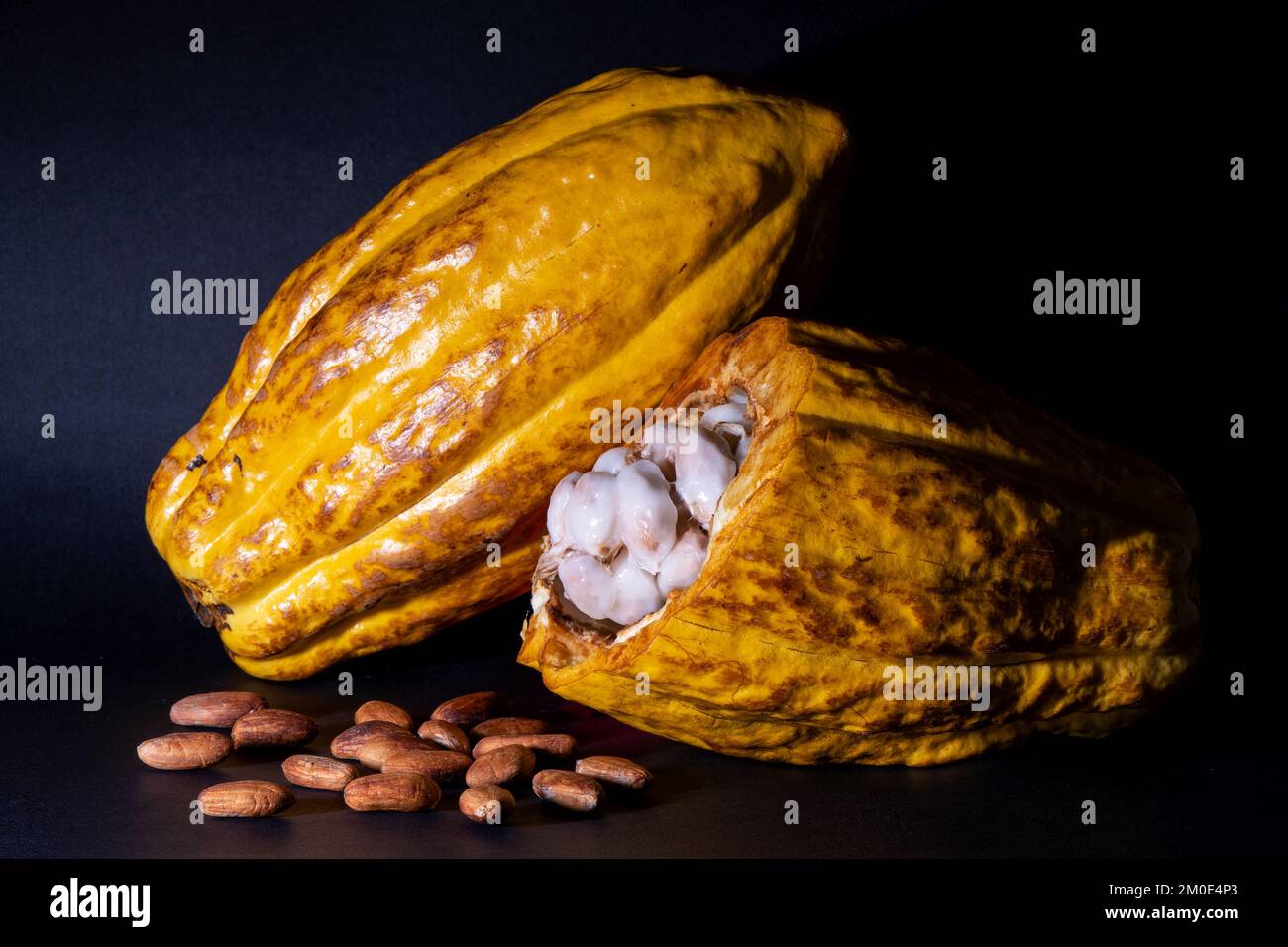 Fine aroma arriba nacional cacao (Theobroma cacao) fruit with pulp and roasted cacao beans, Ecuador, South America. Stock Photo