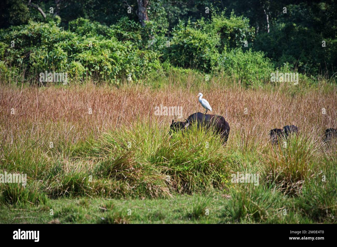 Cow grazing in the field with heron on its back - Chitwan National Park, Nepal Stock Photo