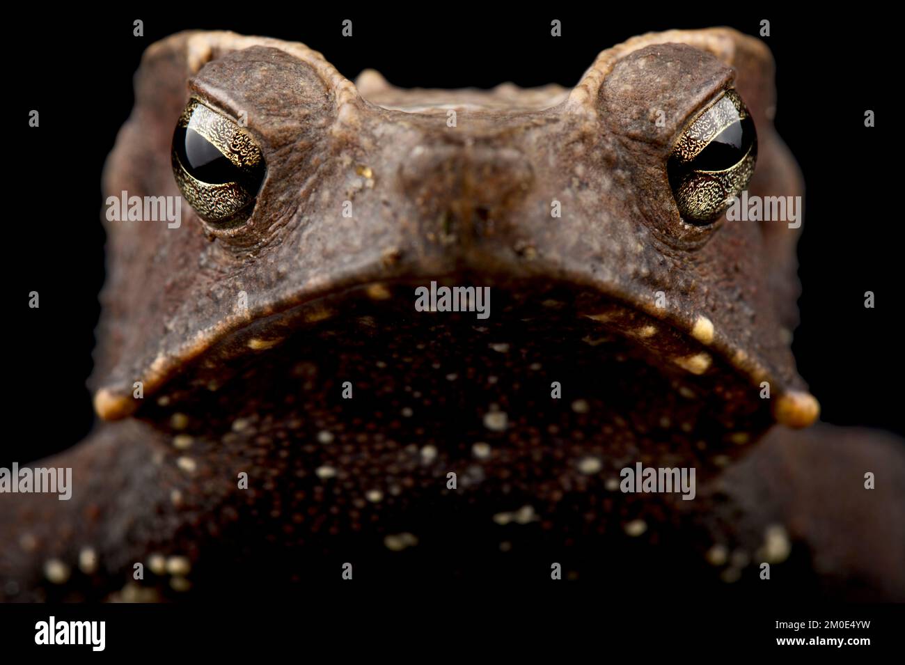 Marty's mitred toad (Rhinella martyi) Stock Photo
