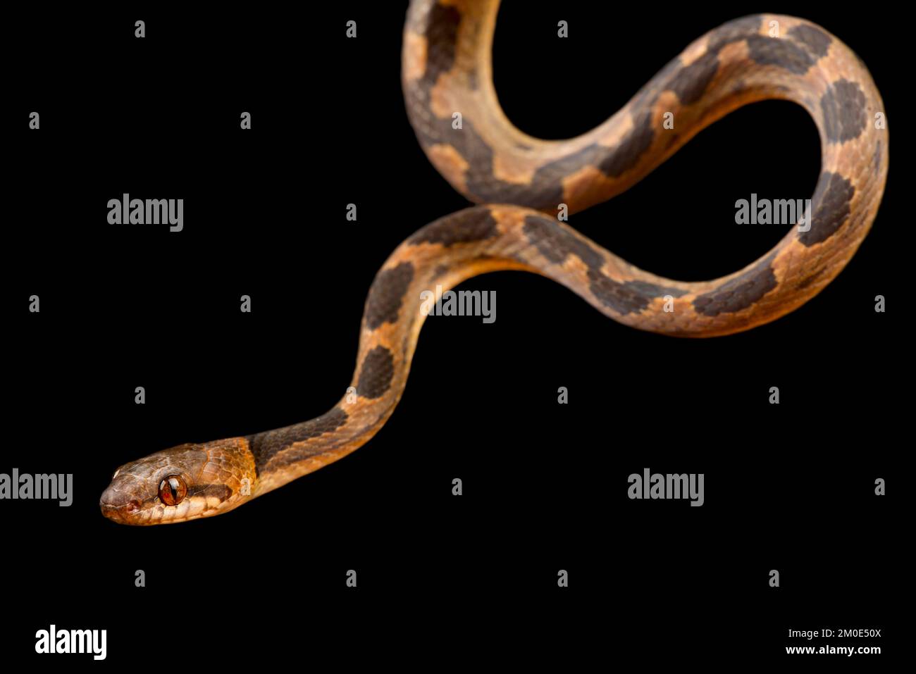 Banded cat-eyed snake (Leptodeira annulata) Stock Photo