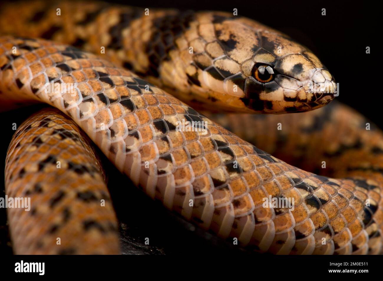 Neckband ground snake (Atractus torquatus) Stock Photo
