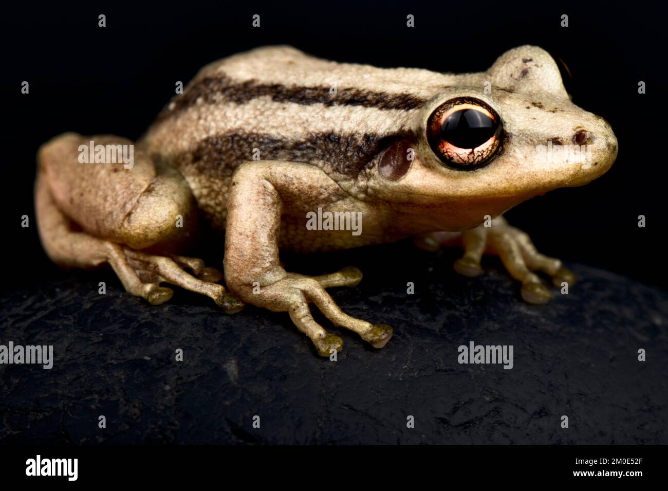 Red snouted tree frog (Scinax ruber) Stock Photo