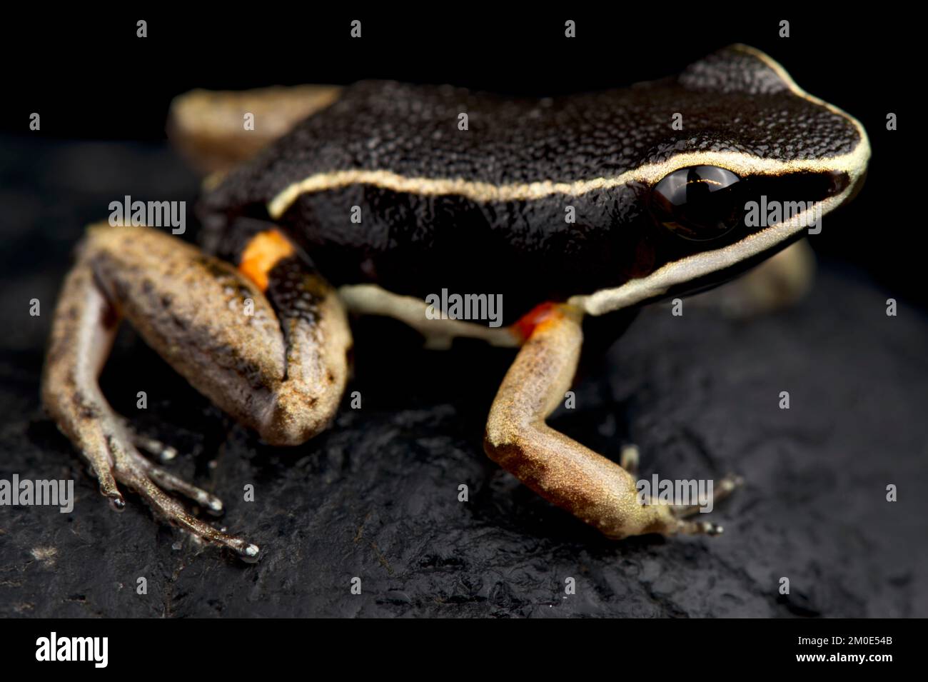 Brilliant-thighed poison frog (Allobates femoralis) Stock Photo