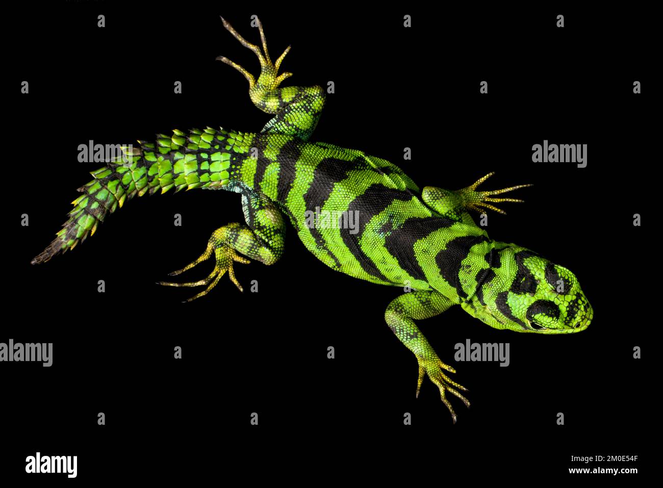 Green thorny tail iguana (Uracentron azureum) Stock Photo