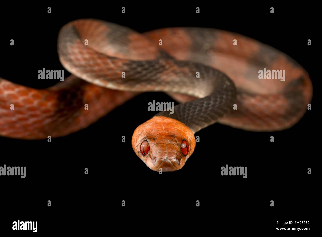 Tropical flat snake (Siphlophis compressus) Stock Photo