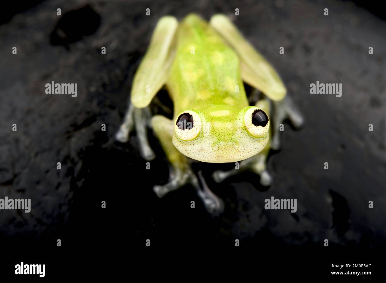 Banded-limb glass frog (Hyalinobetrachium cappelei) Stock Photo