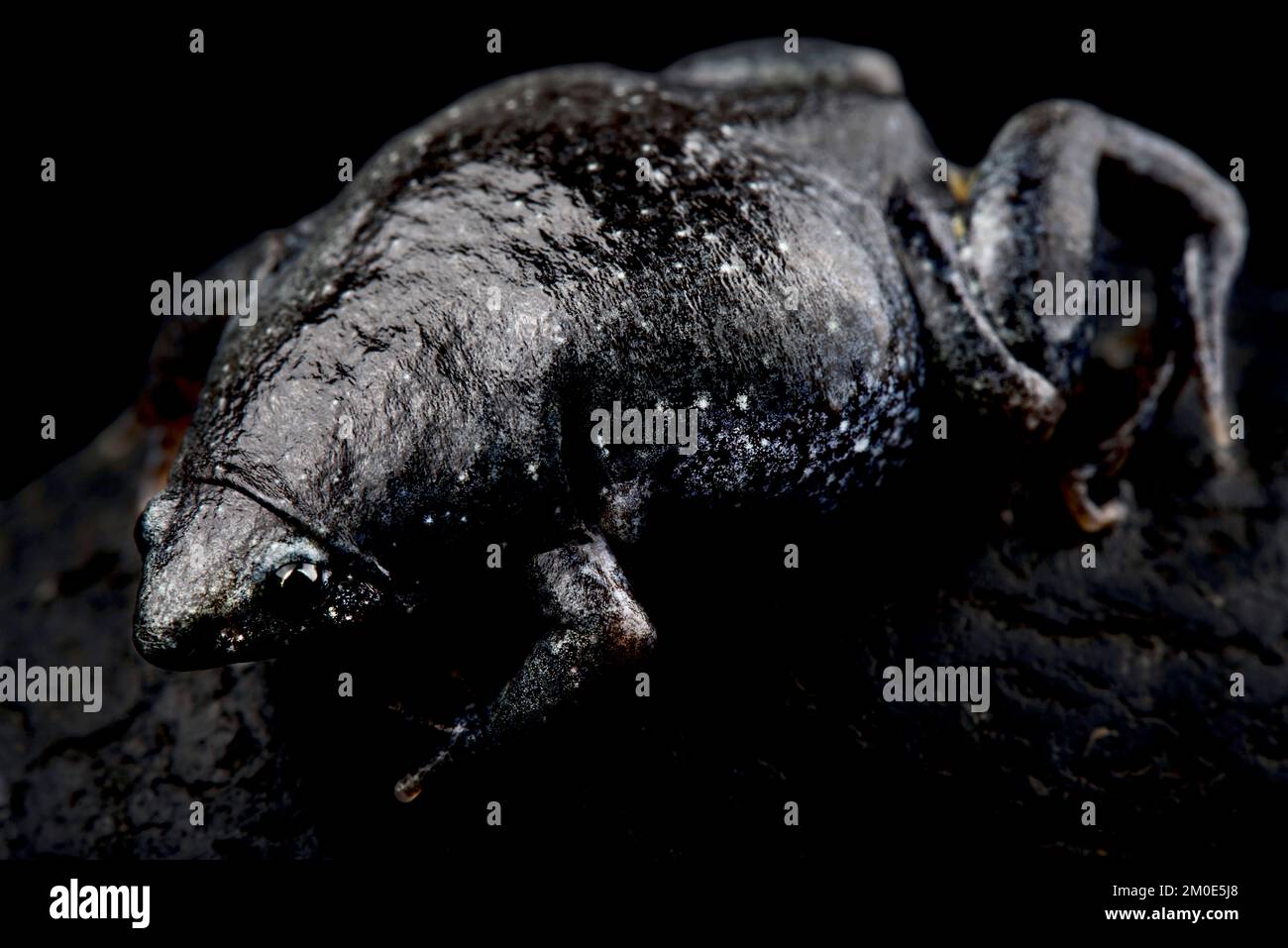Northeastern Oval Frog (Elachistocleis surinamensis) Stock Photo
