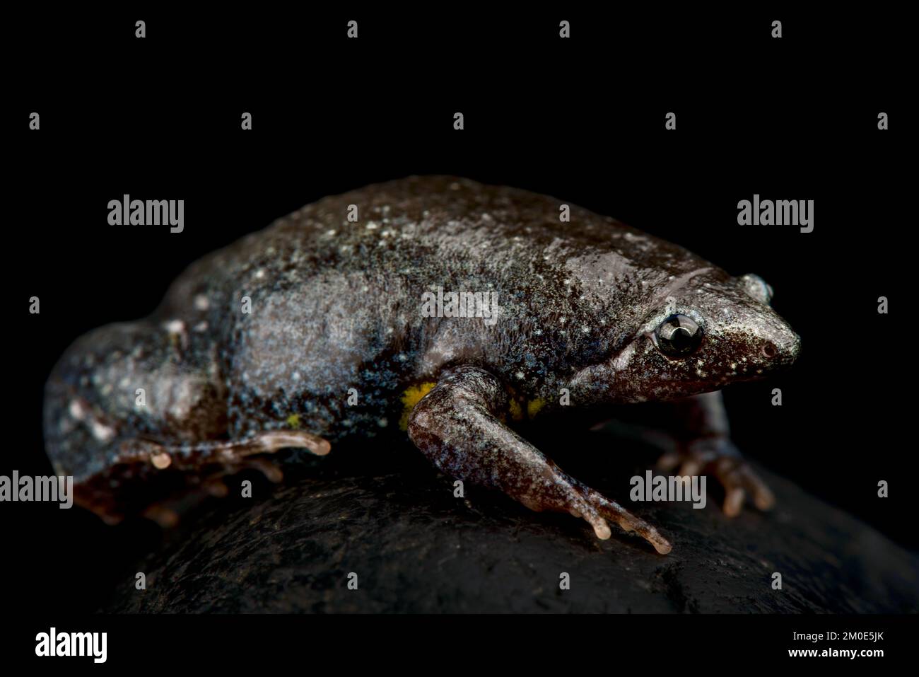 Northeastern Oval Frog (Elachistocleis surinamensis) Stock Photo