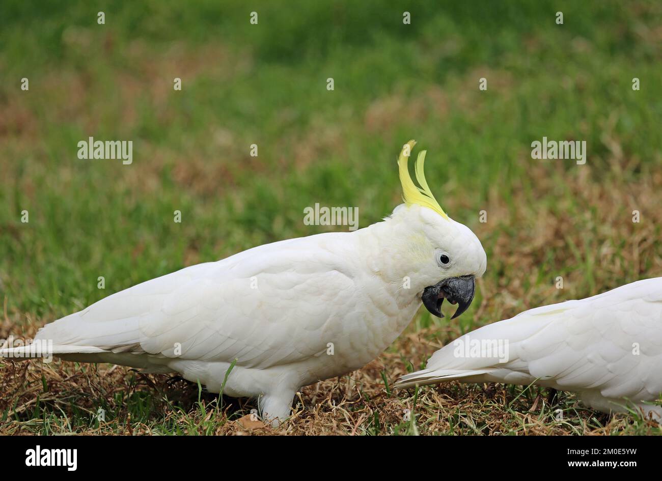 Cockatoo screaming Australia Stock Photo Alamy