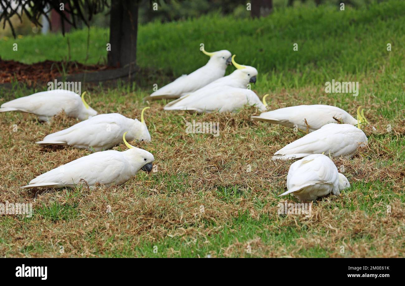 The group of Cockatoo on the grass Australia Stock Photo Alamy