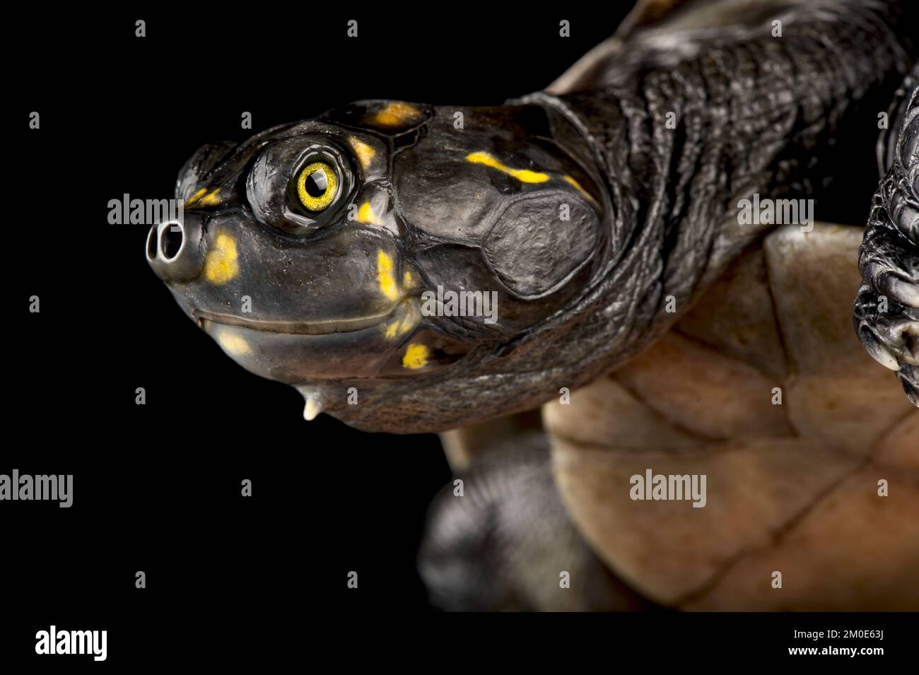 Yellow-spotted Cayenne River Turtle (Podocnemis cayennensis) Stock Photo