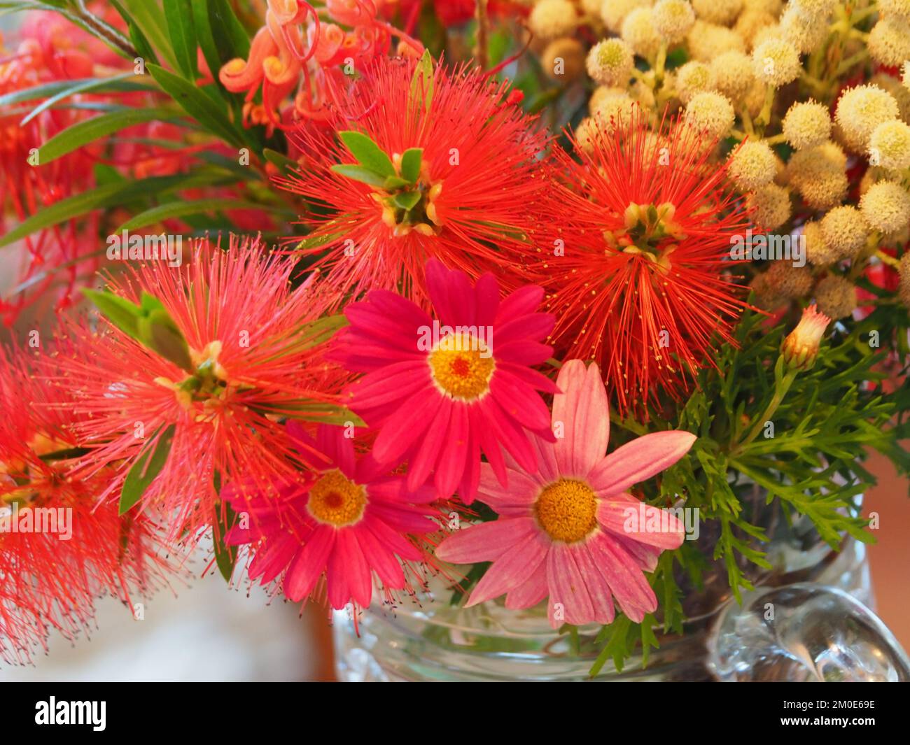 A vase of vibrant bright colourful  flowers, red Bottlebrush and Grevillea, pink daisies, yellow ball-like blooms, green, from Australian Garden Stock Photo